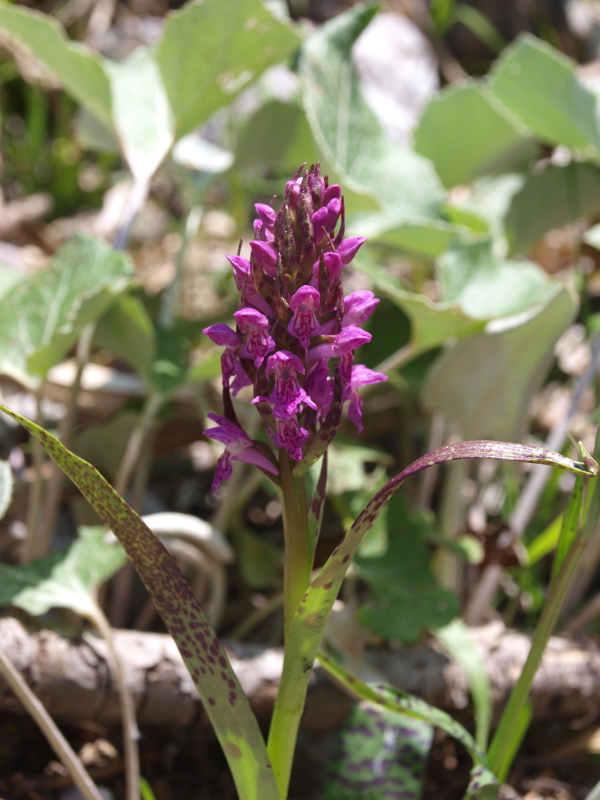 Quale Dactylorhiza?